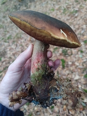 Neoboletus luridiformis