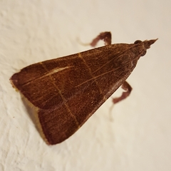 Parachma lequettealis