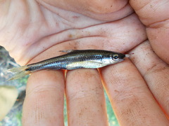Notropis chalybaeus