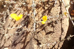 Aspalathus pedunculata