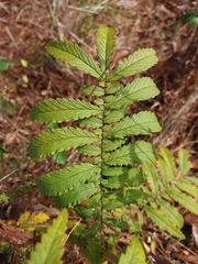 Agrimonia parviflora
