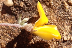 Aspalathus pedunculata