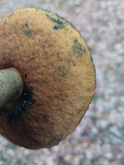 Neoboletus luridiformis