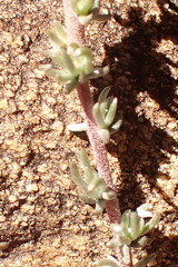 Aspalathus pedunculata