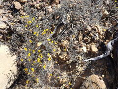 Aspalathus pedunculata