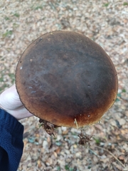 Neoboletus luridiformis