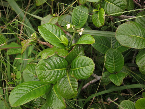 Psychotria fauriei