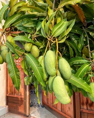 Mangifera