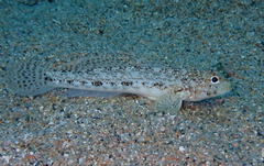 Gobius geniporus