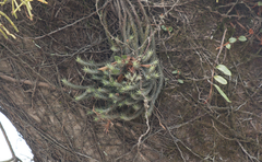 Tillandsia tricholepis