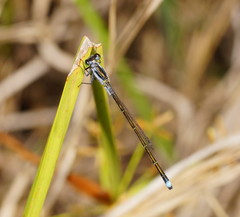 Ischnura pruinescens