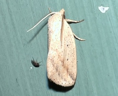 Amolita obliqua