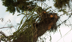 Epiphyllum phyllanthus