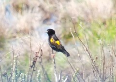 Euplectes capensis capensis