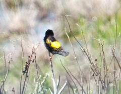 Euplectes capensis capensis