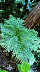 Dendrohypopterygium filiculiforme