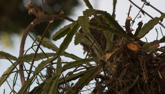 Epiphyllum phyllanthus