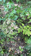 Angelica atropurpurea