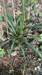 Carex pedunculata
