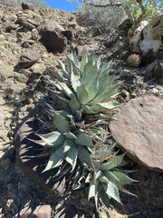 Agave vizcainoensis