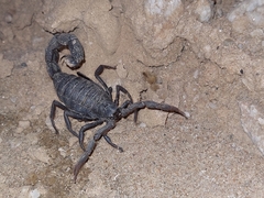 Parabuthus villosus