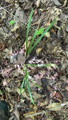 Carex pedunculata