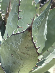 Agave vizcainoensis