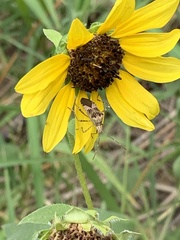 Hypselonotus punctiventris