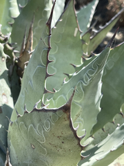 Agave vizcainoensis
