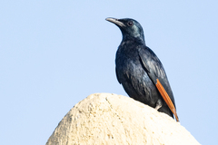 Onychognathus morio morio