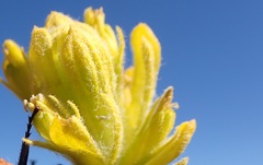 Castilleja arachnoidea