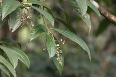Miconia crenata