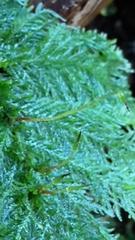 Dendrohypopterygium filiculiforme