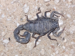 Parabuthus villosus