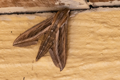 Hippotion celerio