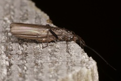 Leuctra fusca