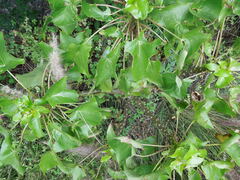 Pittocaulon praecox