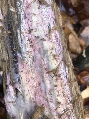 Phlebiopsis crassa