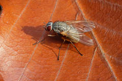 Muscidae