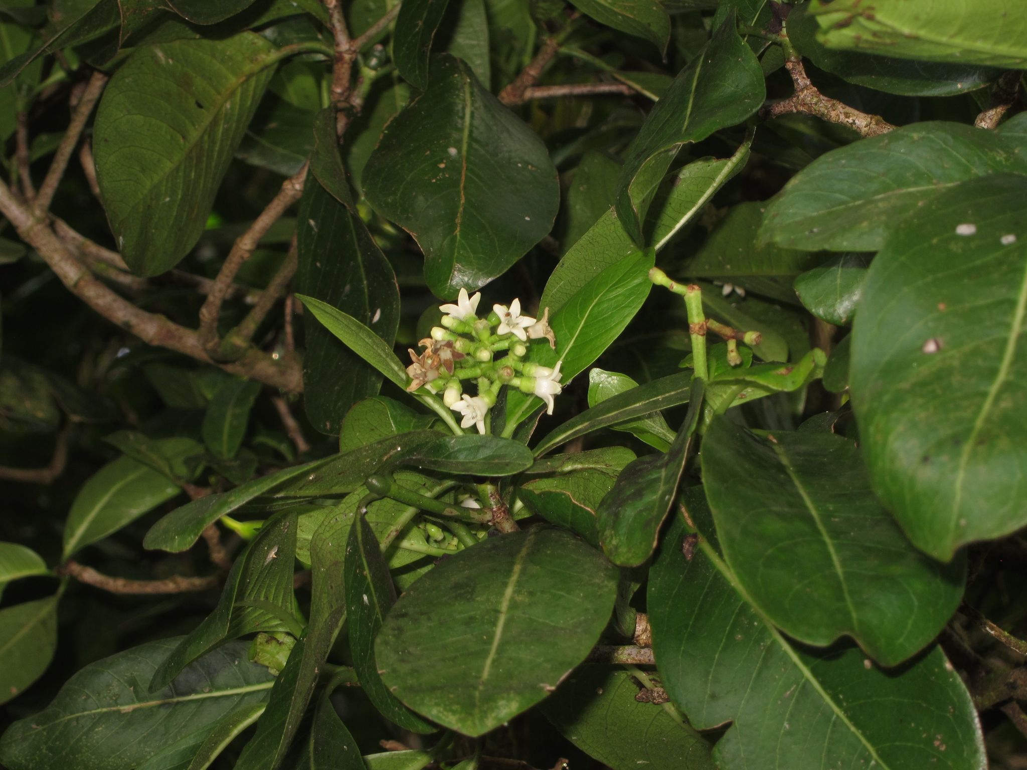 Psychotria hathewayi var. hathewayi