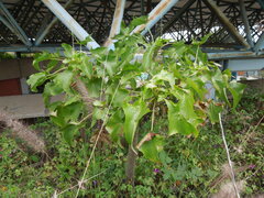 Pittocaulon praecox