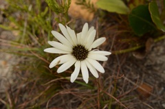 Gerbera crocea
