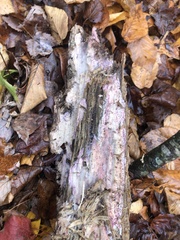 Phlebiopsis crassa