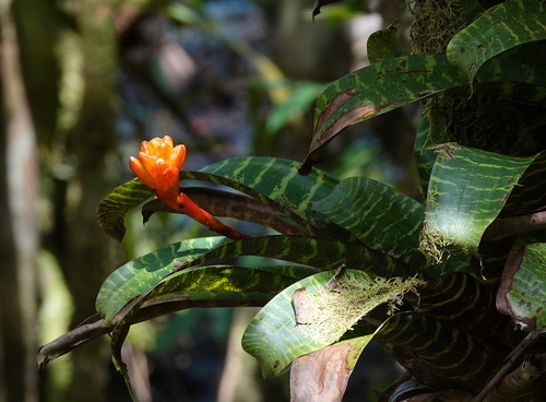 Guzmania musaica (Guzmania musaica)