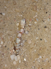 Pachydactylus kochii