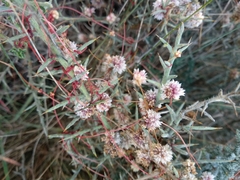 Cuscuta epithymum