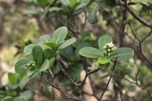 Psychotria hathewayi