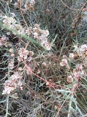 Cuscuta epithymum