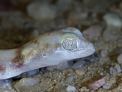 Pachydactylus kochii