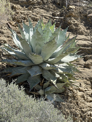 Agave vizcainoensis